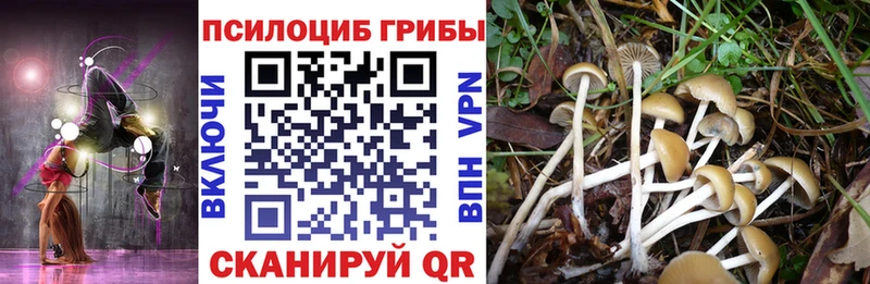 как найти закладки  Мещовск  Псилоцибиновые грибы ЛСД 